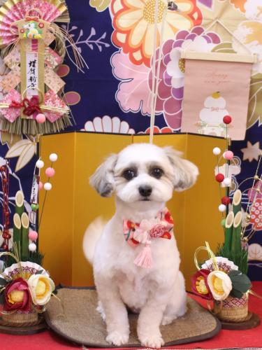 20240107もっぷちゃん 